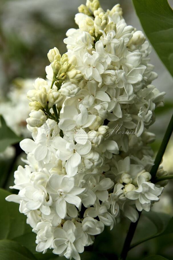 Сирень "Жанна д'Арк" / Syringa vulgaris "Jeanne d'Arc" — фото 3