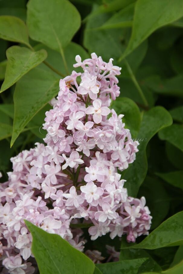 Сирень "Жемчужина" / Syringa vulgaris "Zhemchuzhina" — фото 2