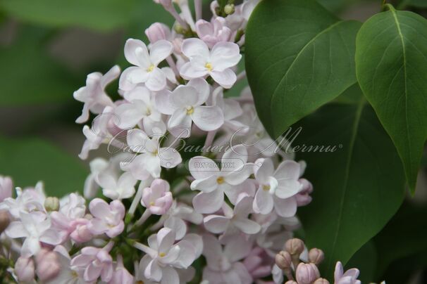 Сирень "Жемчужина" / Syringa vulgaris "Zhemchuzhina" — фото 3
