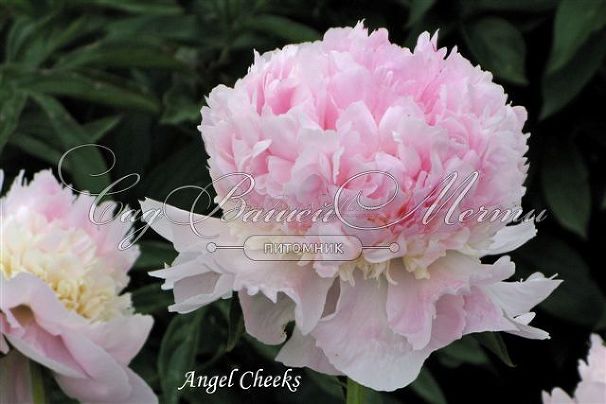 Пион травянистый Эйнджел чик (Angel Cheeks) — фото 10