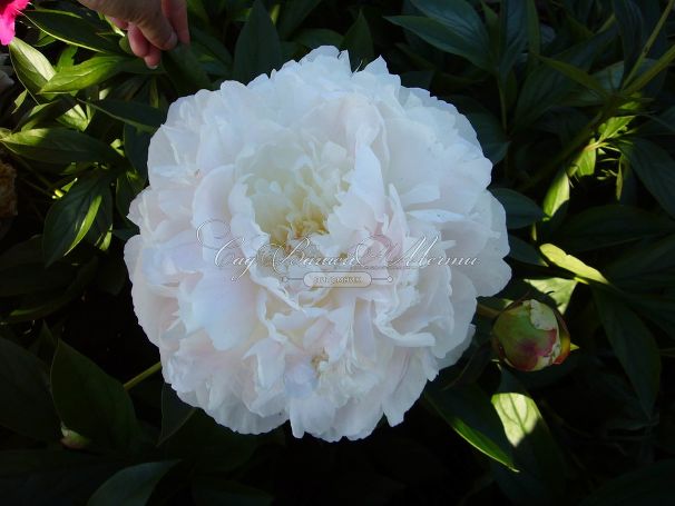 Пион травянистый Роз Мари (Rose Marie) — фото 4