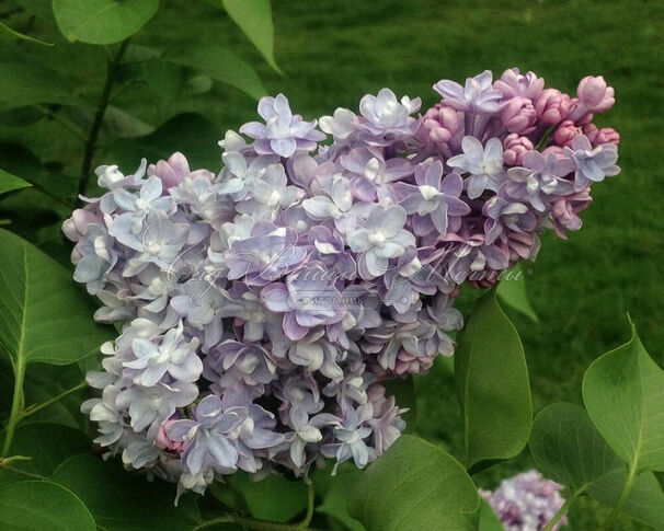 Сирень "Ипполит Маринже" / Syringa vulgaris "Hippolyte Maringer" — фото 2