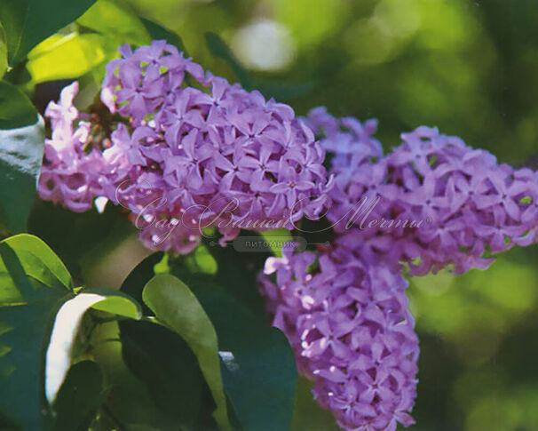 Сирень "К.А. Тимирязев" / Syringa vulgaris "K.A. Timiryazev" — фото 2
