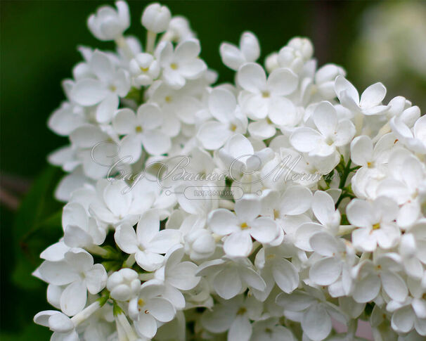 Сирень "Кандер" / Syringa vulgaris "Candeur" — фото 2