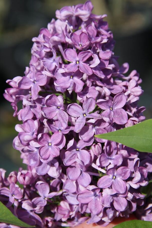 Сирень "Капитан Гастелло" / Syringa vulgaris "Capitan Gastello" — фото 2