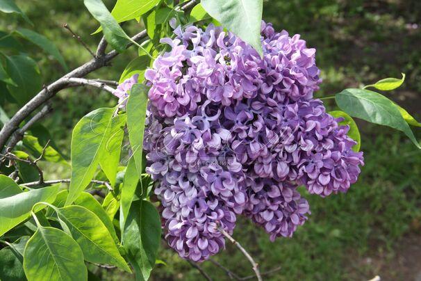 Сирень "Капитан Гастелло" / Syringa vulgaris "Capitan Gastello" — фото 4