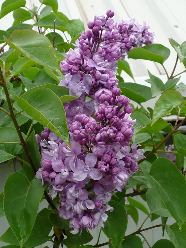 Сирень "Капитан Перро" / Syringa vulgaris "Capitaine Perrault" — фото 3