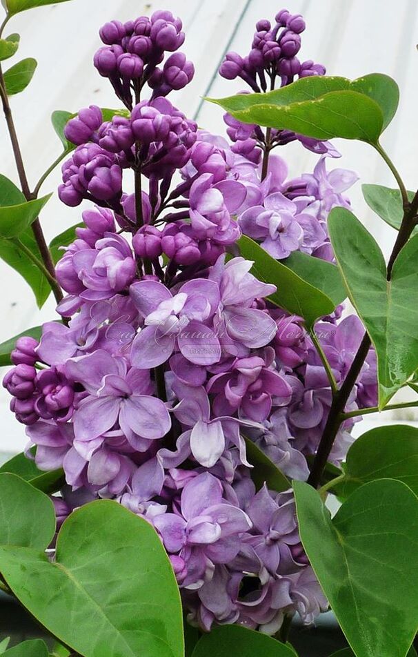 Сирень "Капитан Перро" / Syringa vulgaris "Capitaine Perrault" — фото 4