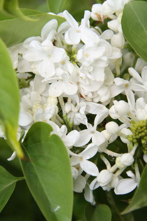 Сирень "Кенигин Луиз" / Syringa vulgaris "Königin Luise" — фото 2