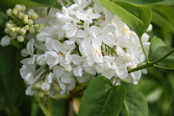 Сирень "Кенигин Луиз" / Syringa vulgaris "Königin Luise" — фото 3