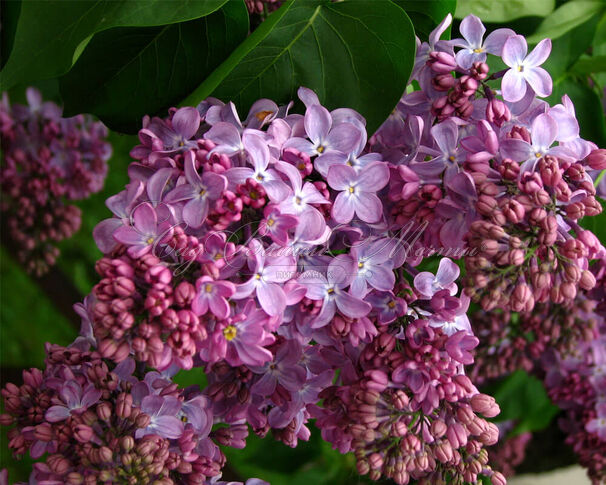 Сирень "Константин Заслонов" / Syringa vulgaris "Konstantin Zaslonov" — фото 2