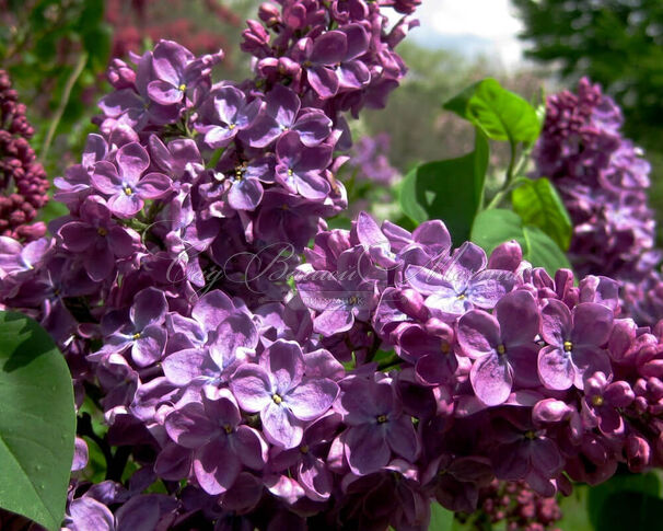 Сирень "Космос" / Syringa vulgaris "Kosmos" — фото 2