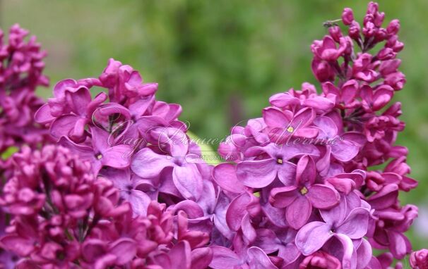 Сирень "Кремлевские куранты" / Syringa vulgaris "Kremlevskie Kuranty" — фото 2