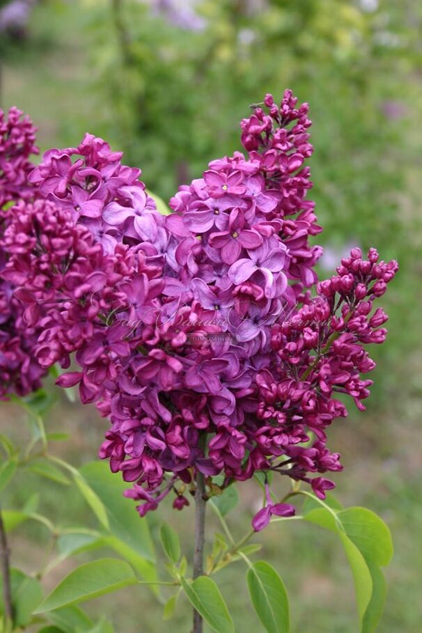 Сирень "Кремлевские куранты" / Syringa vulgaris "Kremlevskie Kuranty" — фото 3