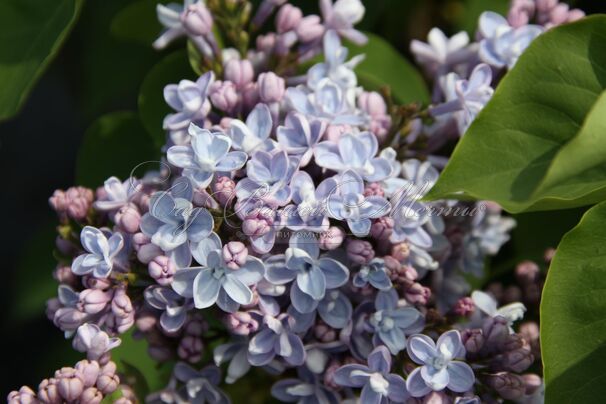 Сирень "Кэрп Диэм" / Syringa vulgaris "Carpe Diem" — фото 2