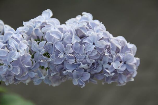 Сирень "Кэрп Диэм" / Syringa vulgaris "Carpe Diem" — фото 3