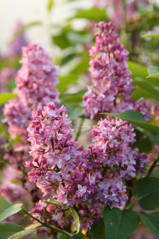 Сирень "Ла тур д'Оверн" / Syringa vulgaris "La Tour d'Auvergne" — фото 2