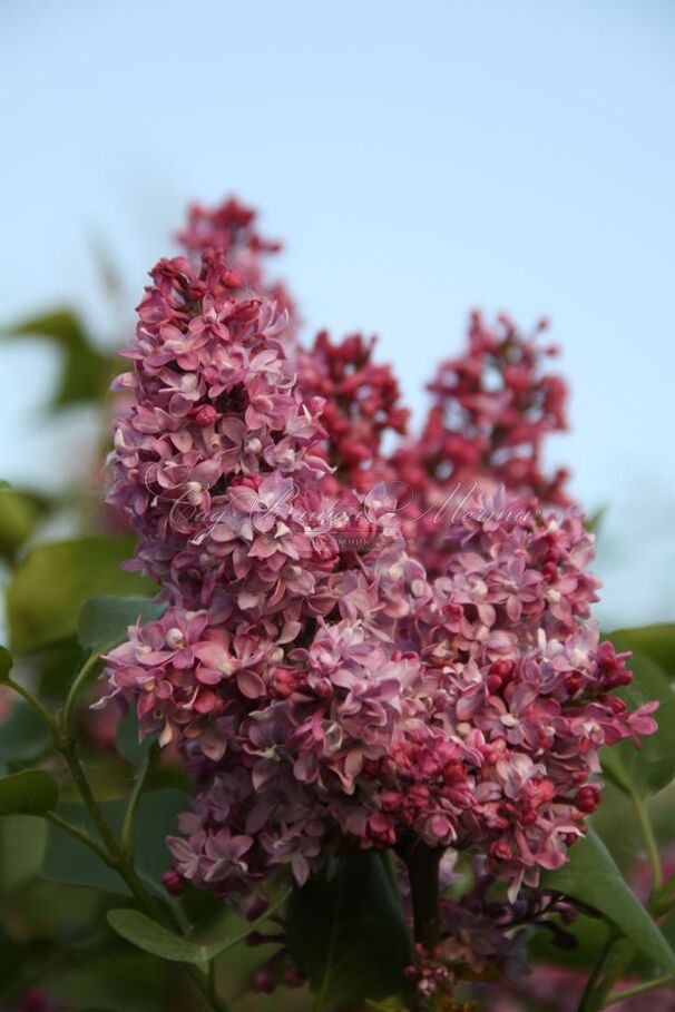 Сирень "Ла тур д'Оверн" / Syringa vulgaris "La Tour d'Auvergne" — фото 3