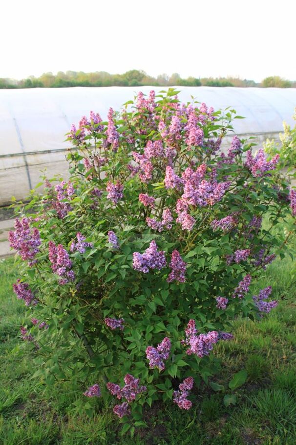 Сирень "Ла тур д'Оверн" / Syringa vulgaris "La Tour d'Auvergne" — фото 4