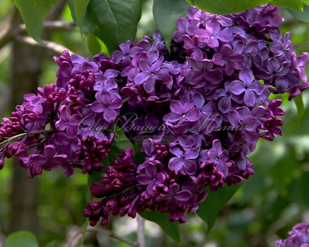 Сирень "Лаплейс" / Syringa vulgaris "Laplace" — фото 2