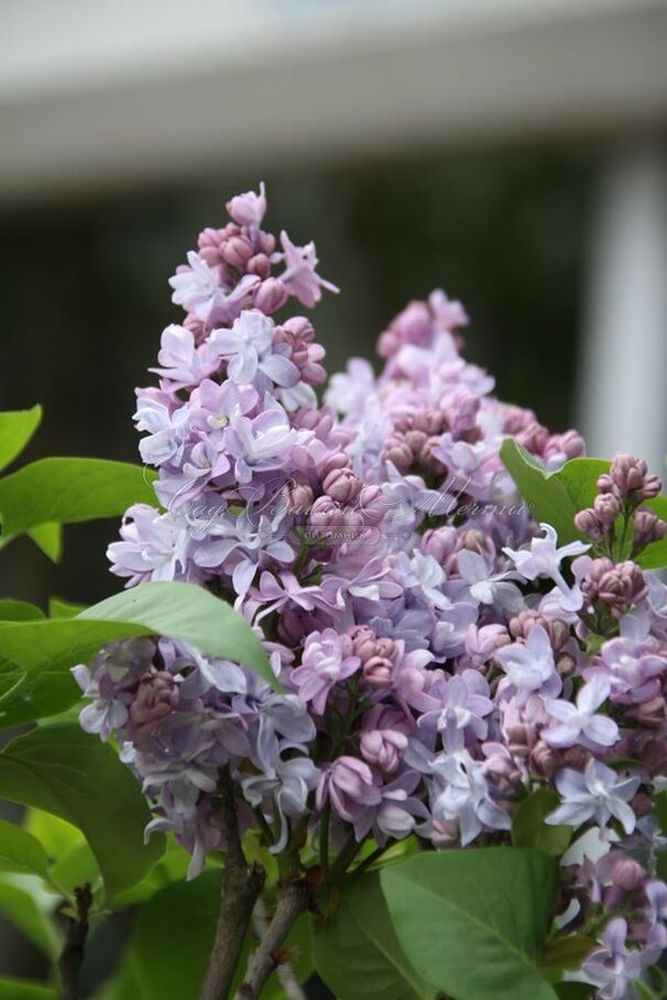 Сирень "Ле Нотр" / Syringa vulgaris "Le Notre" — фото 2