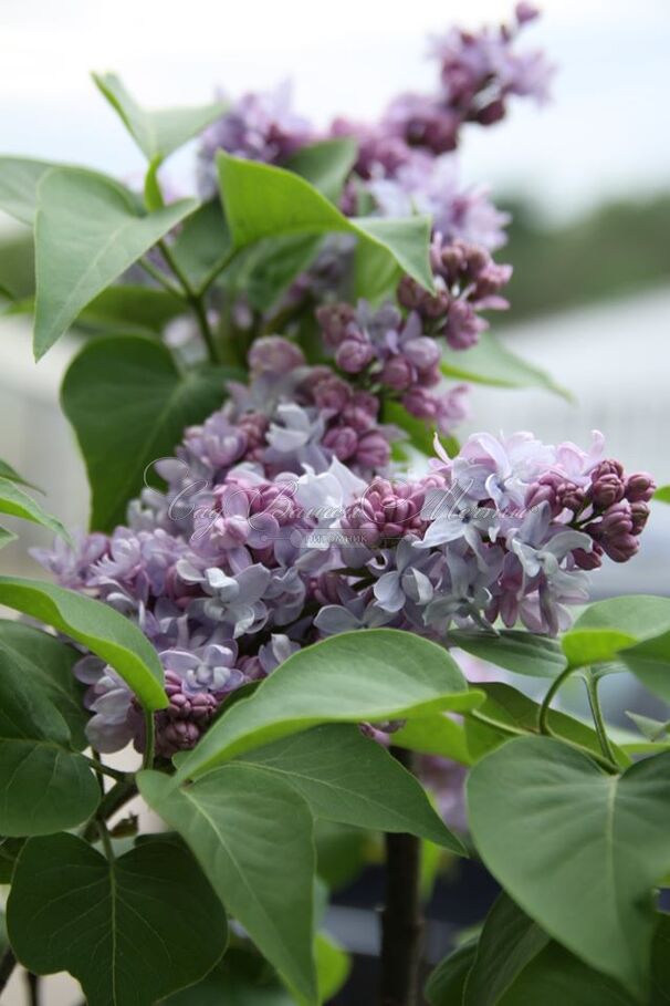 Сирень "Ле Нотр" / Syringa vulgaris "Le Notre" — фото 3