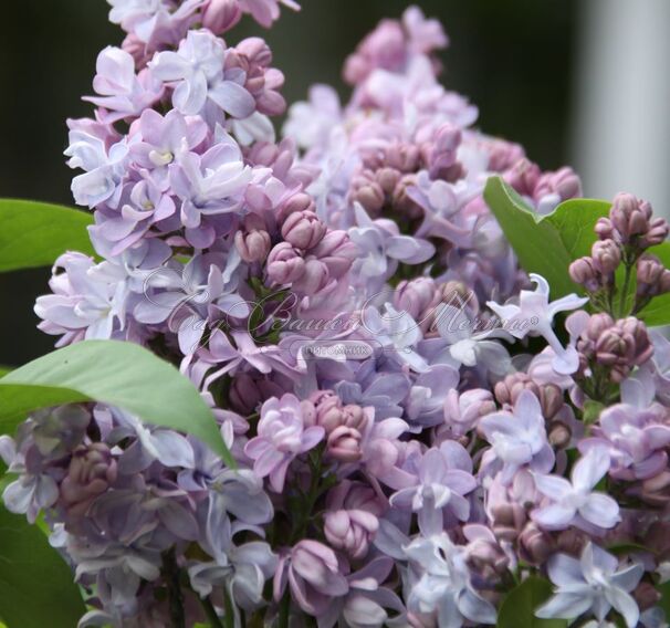 Сирень "Ле Нотр" / Syringa vulgaris "Le Notre" — фото 4