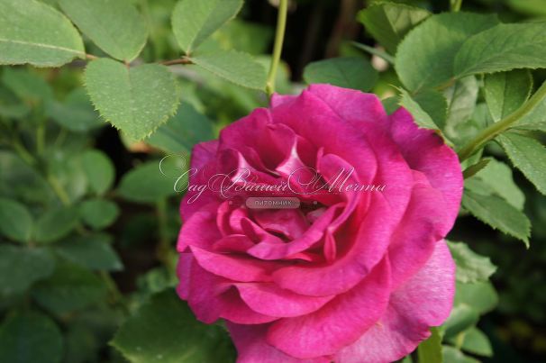 Роза Violette Parfume (Вайолет Парфюм) — фото 3