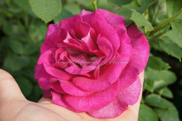 Роза Violette Parfume (Вайолет Парфюм) — фото 4