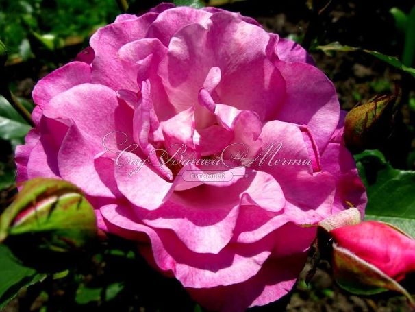 Роза Violette Parfume (Вайолет Парфюм) — фото 5
