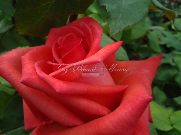 Роза Harmonie (Гармони) — фото 3