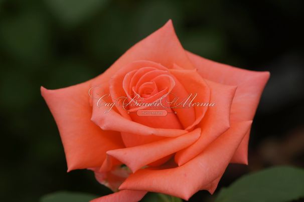 Роза Harmonie (Гармони) — фото 9