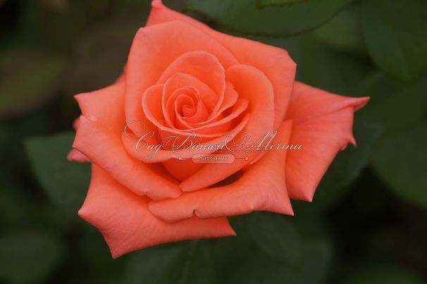 Роза Harmonie (Гармони) — фото 10
