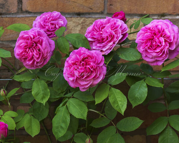 Роза Gertrude Jekyll (Гертруда Джекил) — фото 12