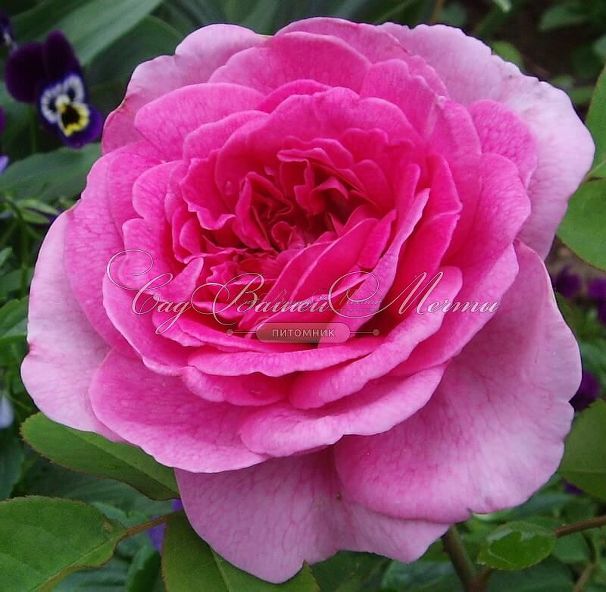 Роза Gertrude Jekyll (Гертруда Джекил) — фото 9