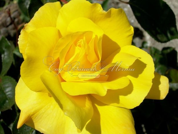 Роза Golden Showers (Голден Шауэрс) — фото 3