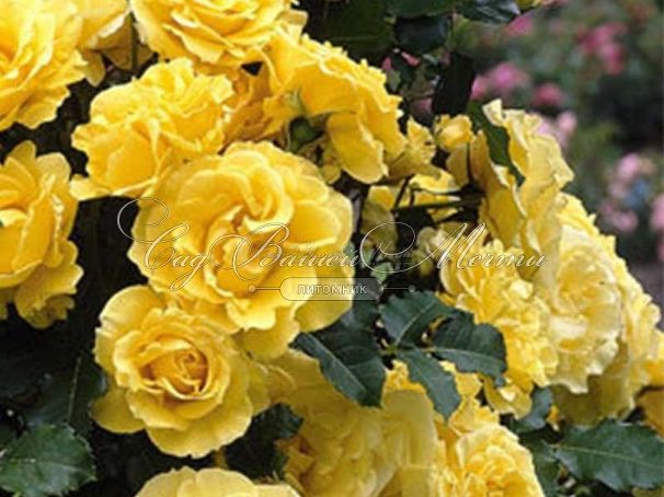 Роза Golden Showers (Голден Шауэрс) — фото 4