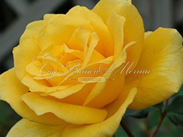 Роза Golden Showers (Голден Шауэрс) — фото 5