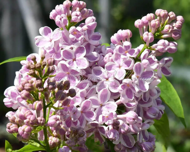Сирень "Лила Вандер" / Syringa vulgaris "Lila Wonder" — фото 2