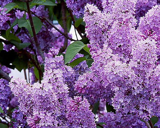 Сирень "Луи ван Хут" / Syringa vulgaris "Louis van Houtte" — фото 2