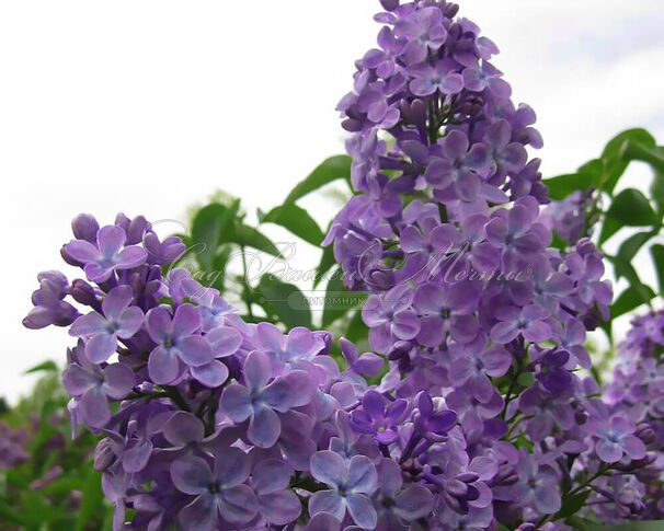 Сирень "Марта Стюарт" / Syringa vulgaris "Martha Stewart" — фото 2