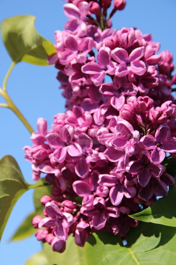 Сирень "Массена" / Syringa vulgaris "Massena" — фото 2