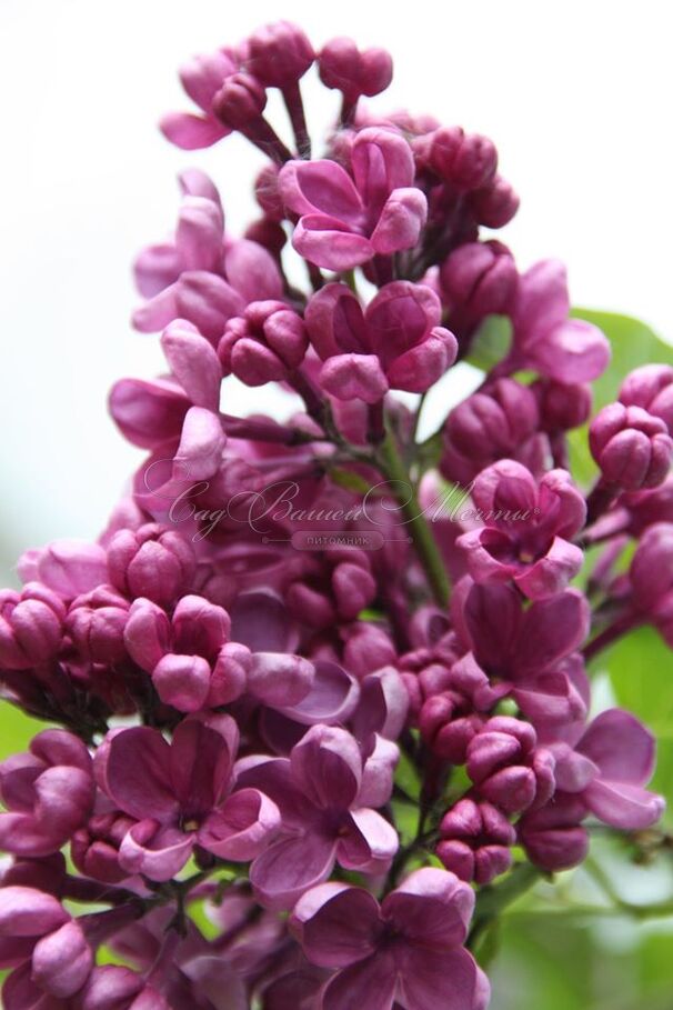 Сирень "Массена" / Syringa vulgaris "Massena" — фото 4