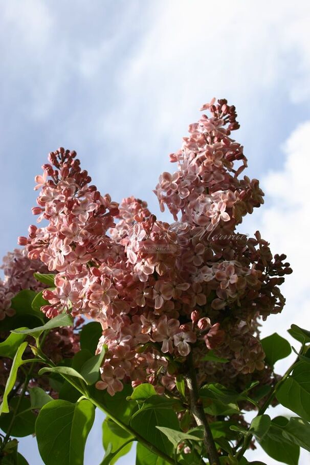 Сирень "Мулатка" / Syringa vulgaris "Mulatka" — фото 2