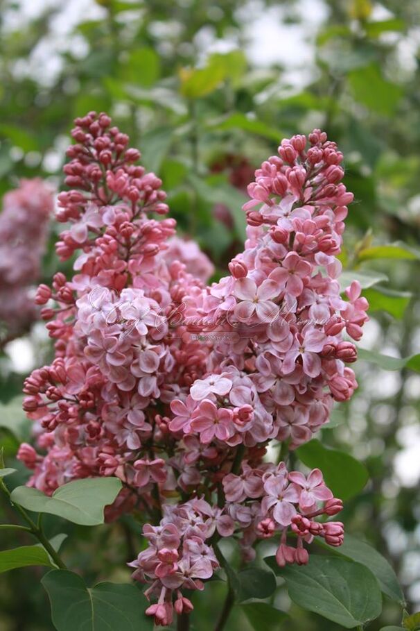 Сирень "Мулатка" / Syringa vulgaris "Mulatka" — фото 3