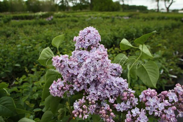 Сирень "Оливье де Серрес" / Syringa vulgaris "Olivier de Serres" — фото 2