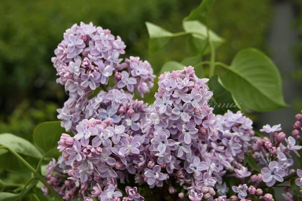 Сирень "Оливье де Серрес" / Syringa vulgaris "Olivier de Serres" — фото 3