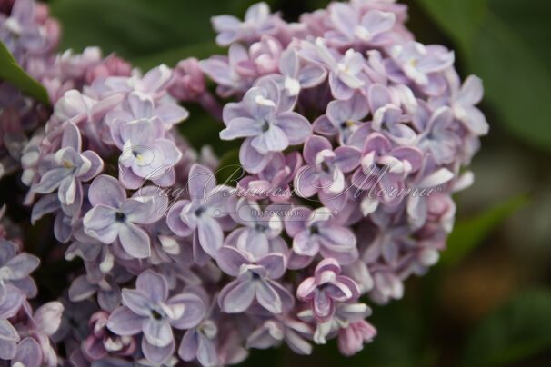 Сирень "Оливье де Серрес" / Syringa vulgaris "Olivier de Serres" — фото 4