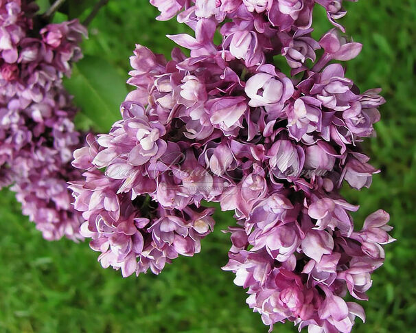 Сирень "Острандер" / Syringa vulgaris "Ostrander" — фото 2