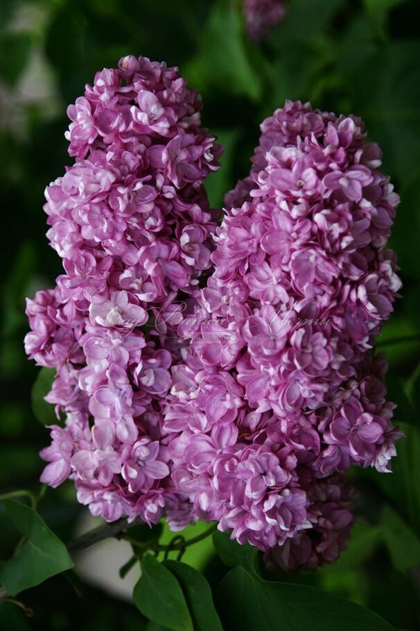 Сирень "Память о Вехове" / Syringa vulgaris "Pamyat o Vekhove" — фото 2